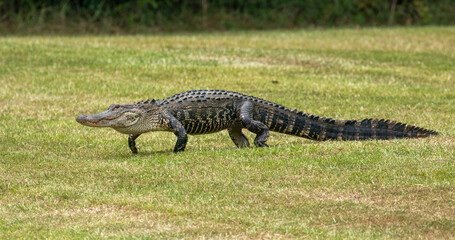 American alligator walking across a grassy area towards a pond