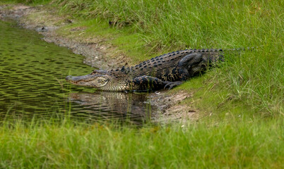 American alligator walking across a grassy area towards a pond