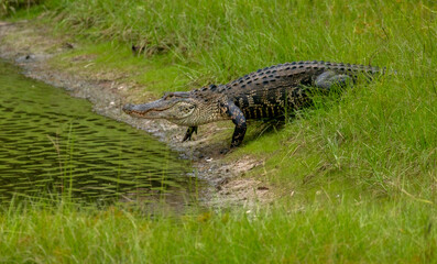 American alligator walking across a grassy area towards a pond