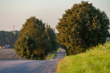 Country Road Lined with Trees and Green Fields in Rural Countryside Landscape at Sunset