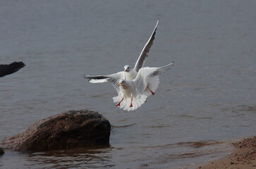 Black-hed gull in a food dispute