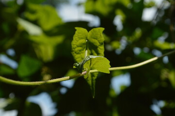 Close-up of green leaves with natural background in daylight