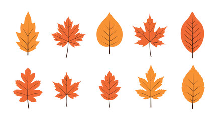 Fototapeta premium Collection of autumn leaves in vibrant orange and yellow hues for seasonal decorations
