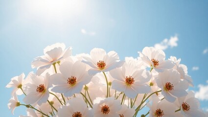 Beautiful White Flowers Blooming under Sunlit Sky