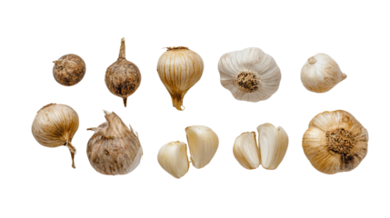 Rodent Companions on a Human Skull for Spooky Aesthetic or Art