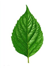 Fototapeta premium Close-up of a vibrant green leaf (4)