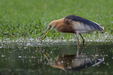 Javan Pond Heron, Ardeola speciosa, stalking prey slowly by pond in park, wading bird of heron family, found in shallow fresh and wetlands, smooth reflection on water surface, worm prey in bird mount