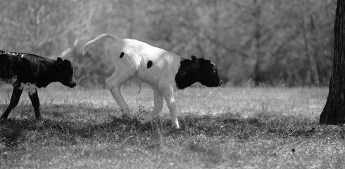 Pet calves in farm field on beef farm, crossbred young cows in black and white
