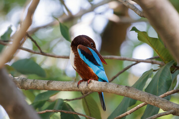 White-throated Kingfisher, Halcyon smyrnensis, perching on tree branch in nature park, large-headed, brown kingfisher with blue back and wings, red bill and white patch from throat through breast