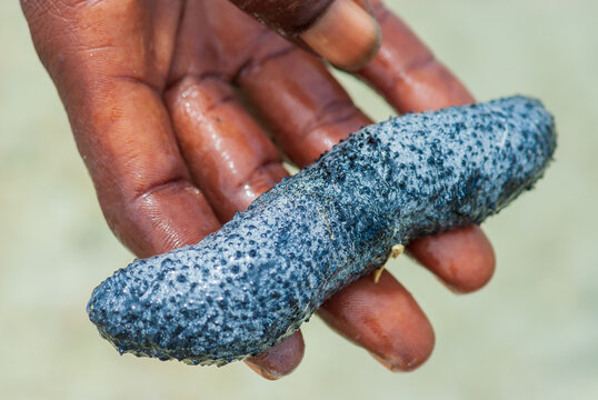 Sea cucumber on human hand close-up - Powered by Adobe