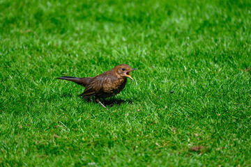 juvenile blackbird with open beak waiting to be fed on a lawn
