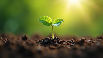 Fototapeta premium Young green sprout emerges from dark soil, bathed in warm sunlight. Symbol of new life, growth highlights nature resilience, beginnings of development. Focus on plant fragility, journey from seed to