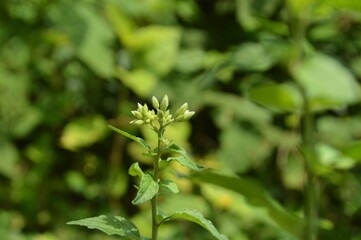 Obraz premium Close-up of green leaves with natural background in daylight 