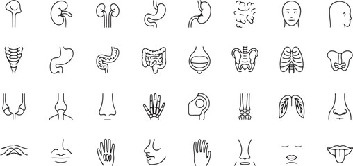 Naklejka premium vector set Human Anatomy Line Icons – 40 Medical Organ and Body Part Symbols