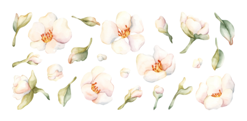 Little White Flowers with leaves Peach Apple Blossom Blooming Watercolor hand drawn floral illustration isolated on white background