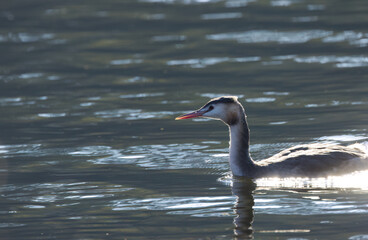 Great crested grebe surrounded by sunbeams reflecting in the water, the sun shines around the great crested grebe, great crested grebe from the side, light waves in the lake, Podiceps cristatus