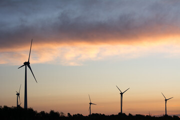 Fototapeta premium Windkraftanlagen im Maisfeld am Morgen, erneuerbare Energie Landschaft – Wind turbines in cornfield in the morning, renewable energy landscape