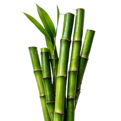 Obraz premium Fresh green bamboo stalks isolated on transparent background.