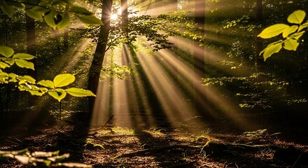 Sunbeams in misty forest.