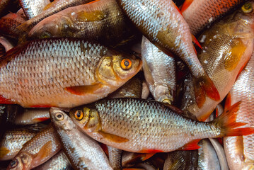A school of caught river fish close-up