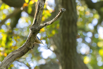 a nuthatch clings to tree bark, bokeh and green background, Sitta europaea, a nuthatch looks down from a tree, a nuthatch climbs down the tree, surrounded by leaves