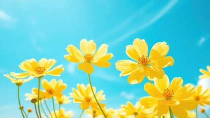 Bright Yellow Flowers Blooming Under Clear Blue Sky
