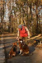 Man standing with two dogs in autumn park, training them to sit for treats