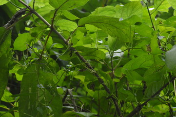 Close-up of green leaves with natural background in daylight