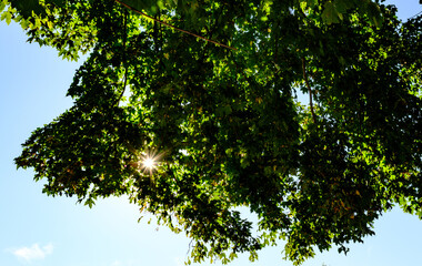 Sunstar coming through branches and leaves of a tree