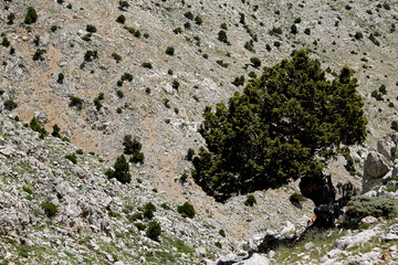lonely juniper on the montain