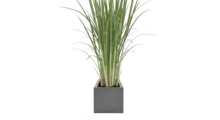 Tall green grass plant in a modern square gray planter isolated on transparent background