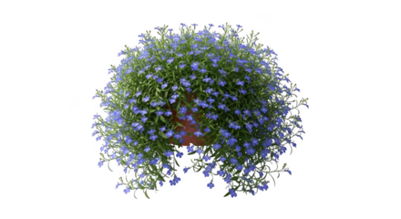 A lush green bush covered in delicate blue flowers isolated on transparent background