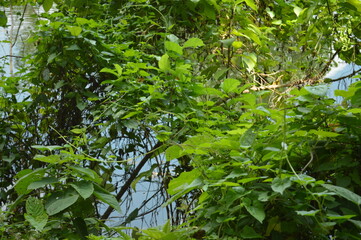 Close-up of green leaves with natural background in daylight