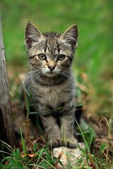 Fototapeta premium Portrait of cute fluffy cat