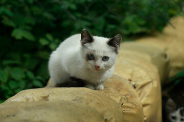 Obraz premium Portrait of cute fluffy cat