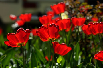 Obraz premium Red tulips in spring garden