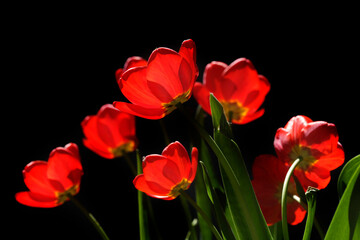 Fototapeta premium Red tulips in spring garden