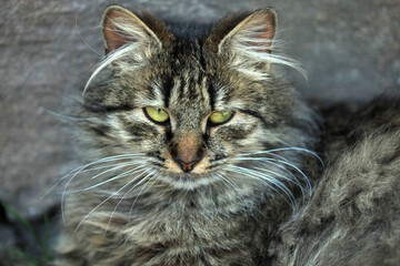 Portrait of cute fluffy cat