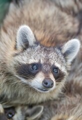 Cute Baby Raccoon Portrait with Bright Blue Eyes in Natural Outdoor Setting