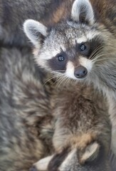 Baby Raccoon with Blue Eyes Looking at Camera in Natural Wildlife Habitat
