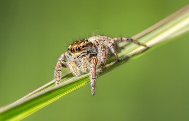 Adorable Jumping Spider Perched on Green Grass Blade - Stunning Macro Detail Photography
