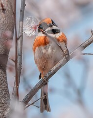 Long-tailed tit bird holding white cherry blossom on branch in spring