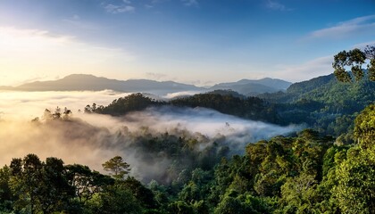 mist covered tropical forest landscape captures serene natural beauty in the early morning light