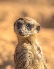 Fototapeta premium Alert Meerkat Portrait with Golden Hour Lighting in Wildlife Sanctuary