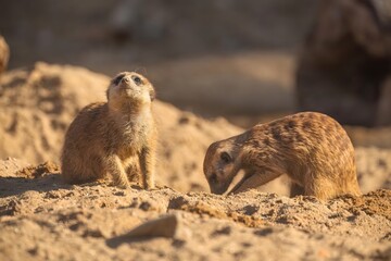 Prairie Dogs Playing in Warm Sunlight on Rocky Zoo Habitat Terrain