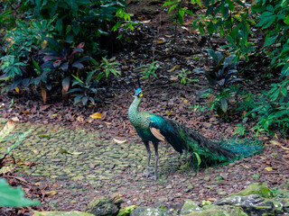 Naklejka premium Elegant green peacock with long tail feathers standing in tropical forest, representing exotic wildlife, natural beauty, and endangered bird species.