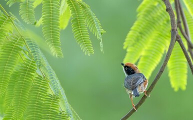 Long-tailed Tit Bird Perched on Branch Among Green Fern Fronds in Lush Forest Habitat