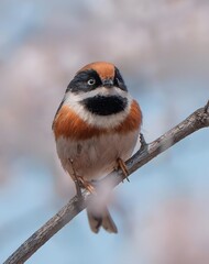 Long-tailed Tit with Bright Orange Crown and Fluffy Feathers Perched on Branch