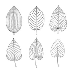 Illustrations of six different stylized botanical leaf designs showing vein patterns