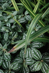 Fototapeta premium marijuana plant in the garden